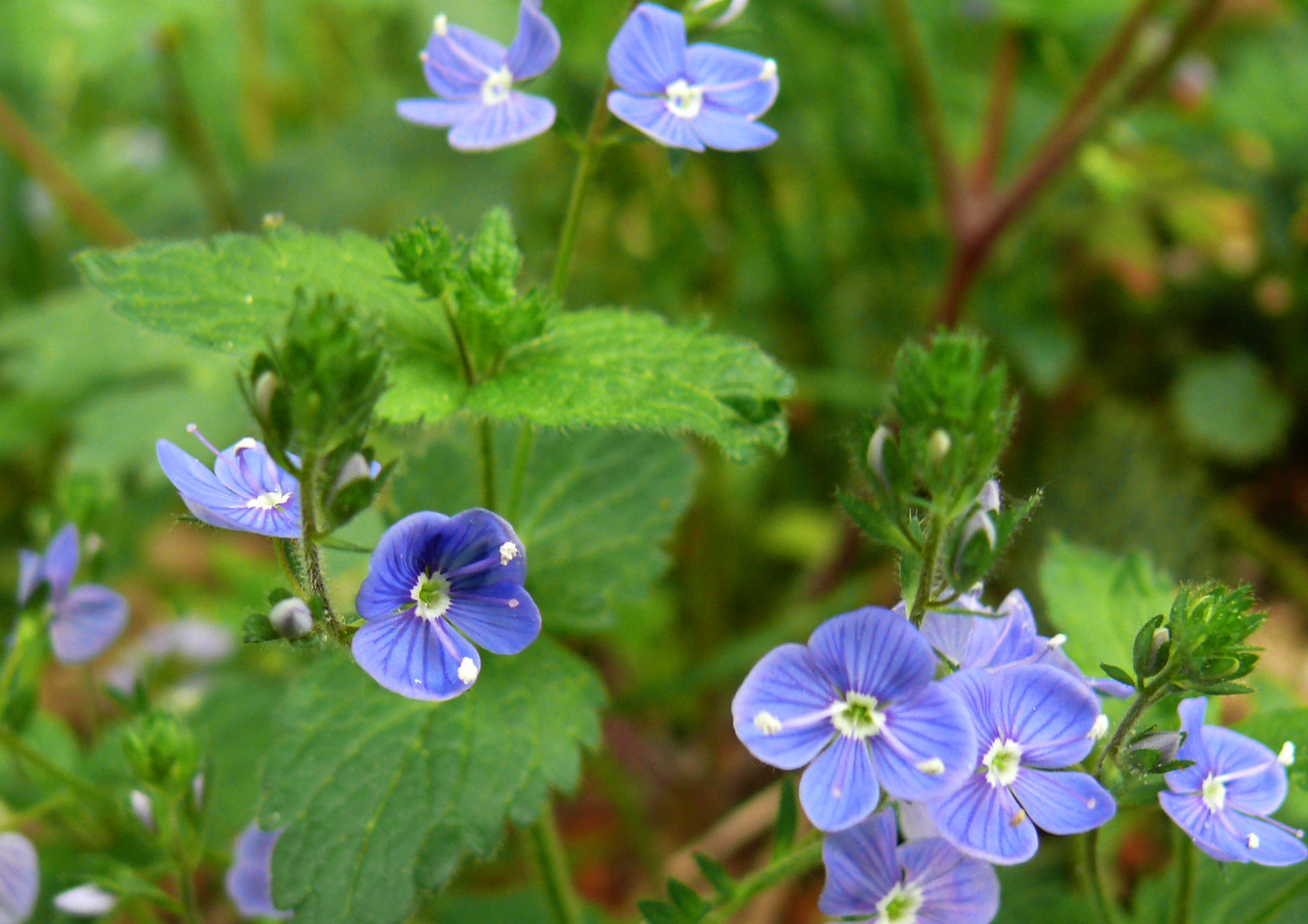 Zarte Blüten am Waldrand 3