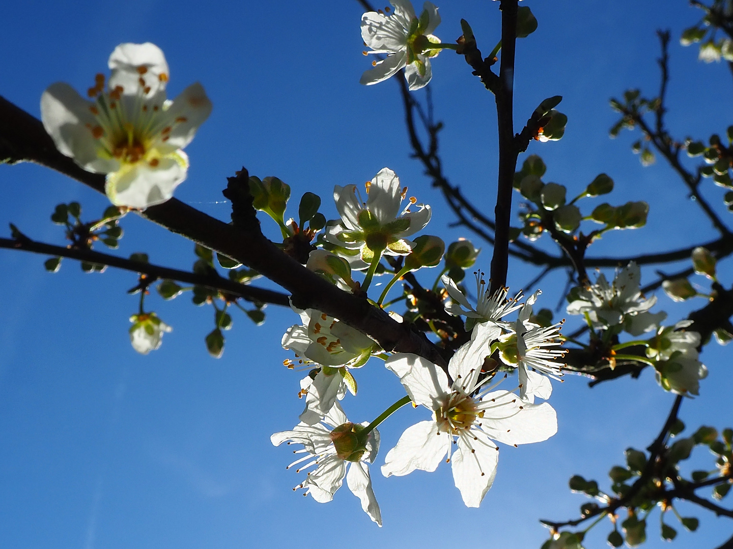 Zarte Blüten am Zweig