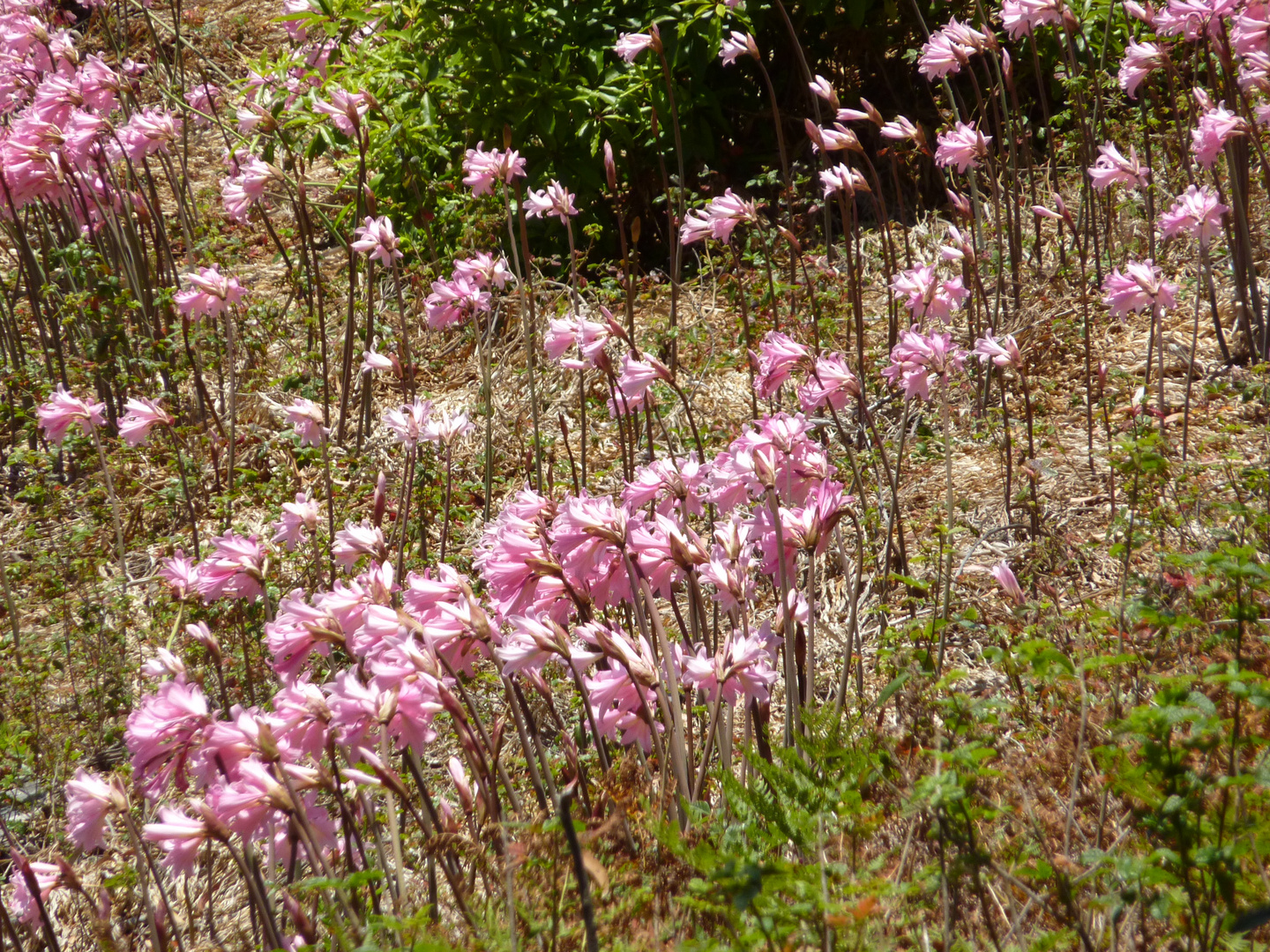 Zarte Blüten an der Küste Kaliforniens