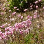 Zarte Blüten an der Küste Kaliforniens