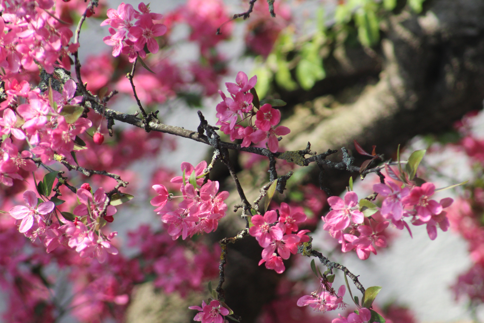 zarte Blüten auf  alten Zweigen