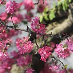 zarte Blüten auf  alten Zweigen