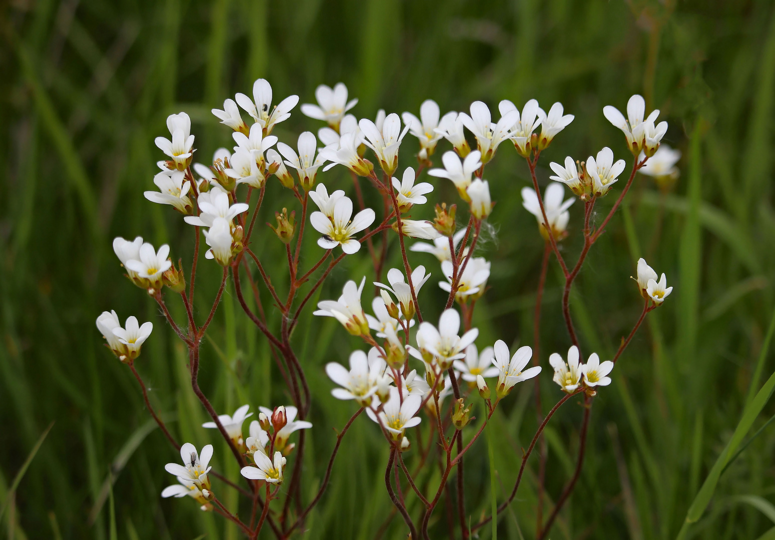 Zarte Blüten auf der Wiese