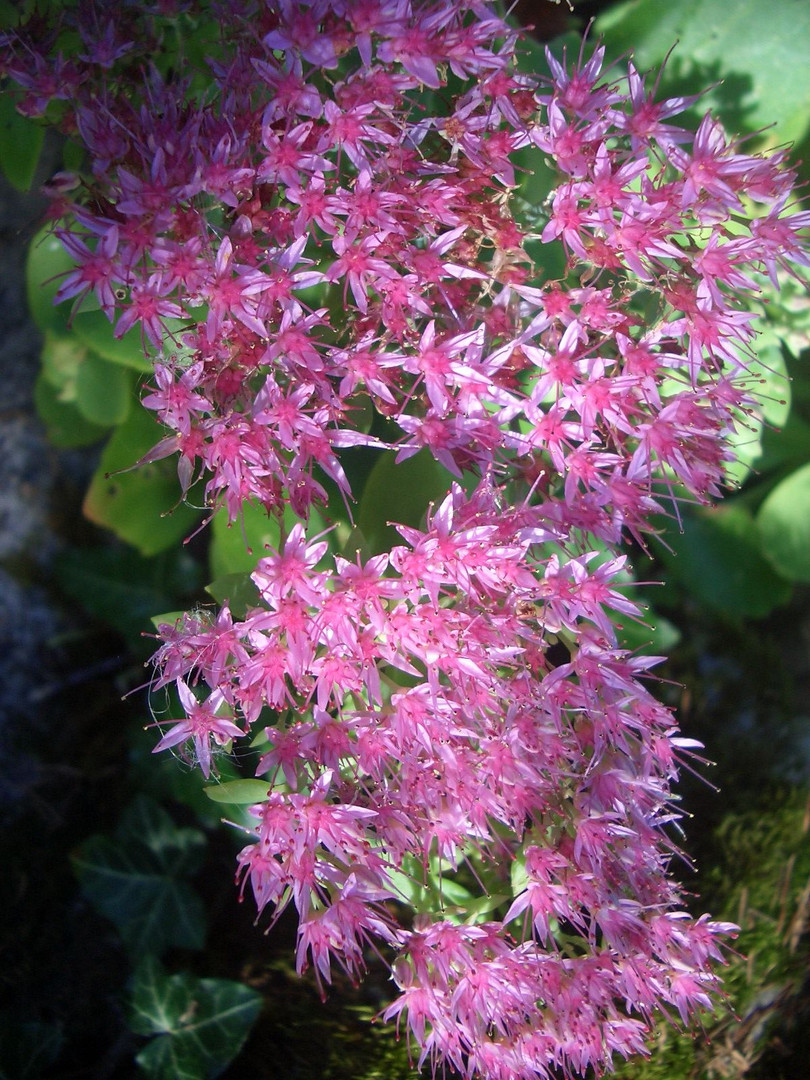 zarte blüten auf fetter henne