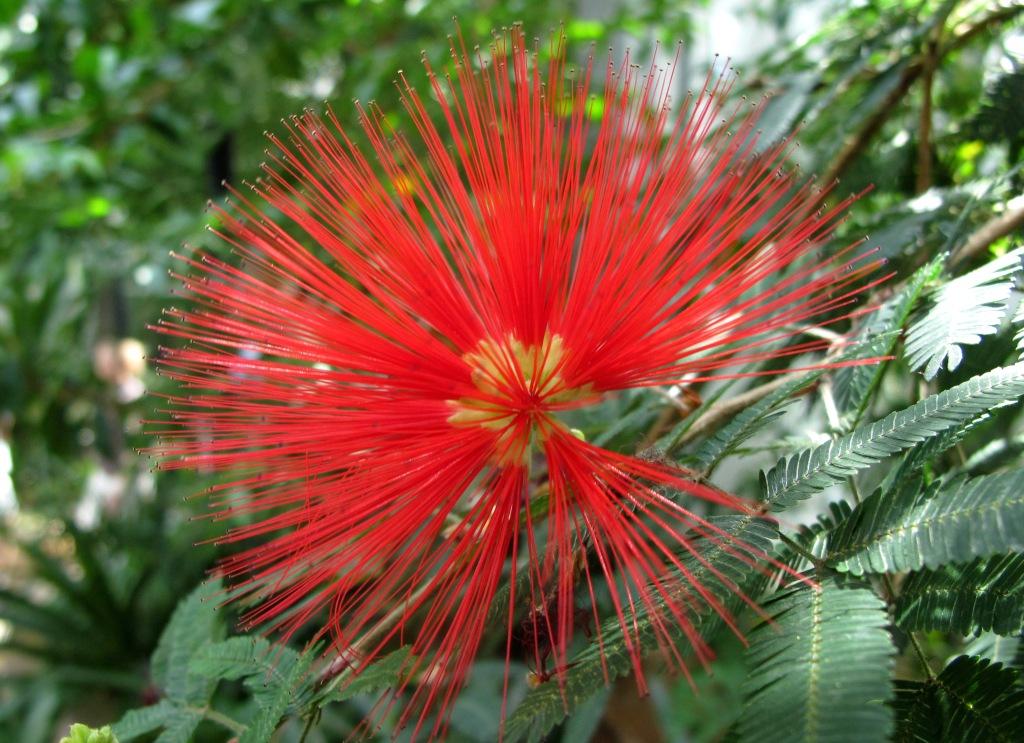 Zarte Blüten aus Brasilien - der Puderquastenstrauch