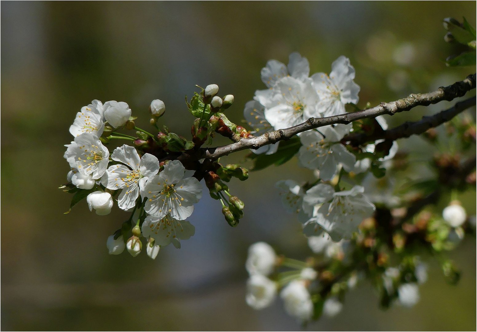 Zarte Blüten