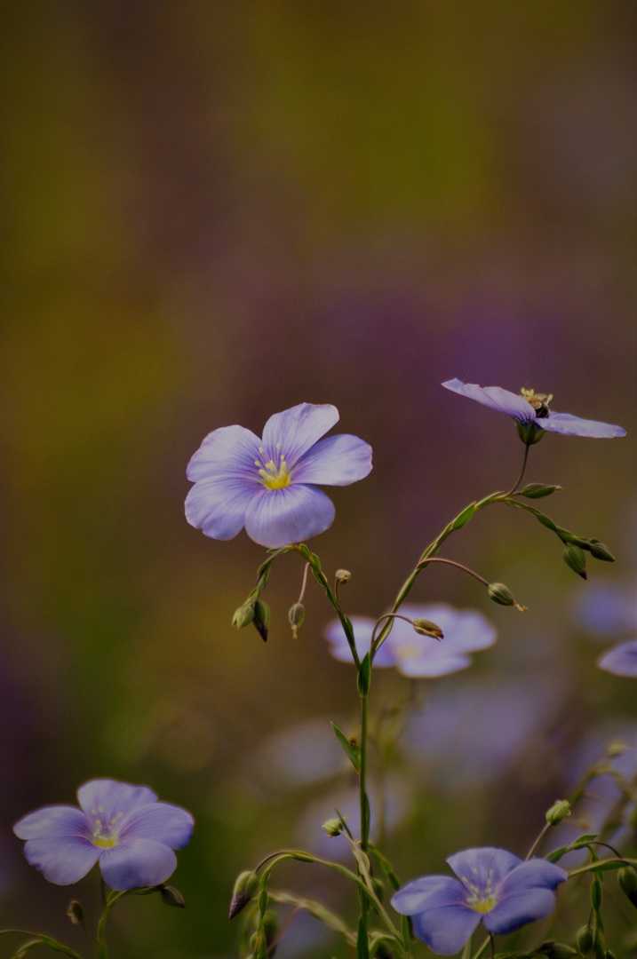 zarte Blüten