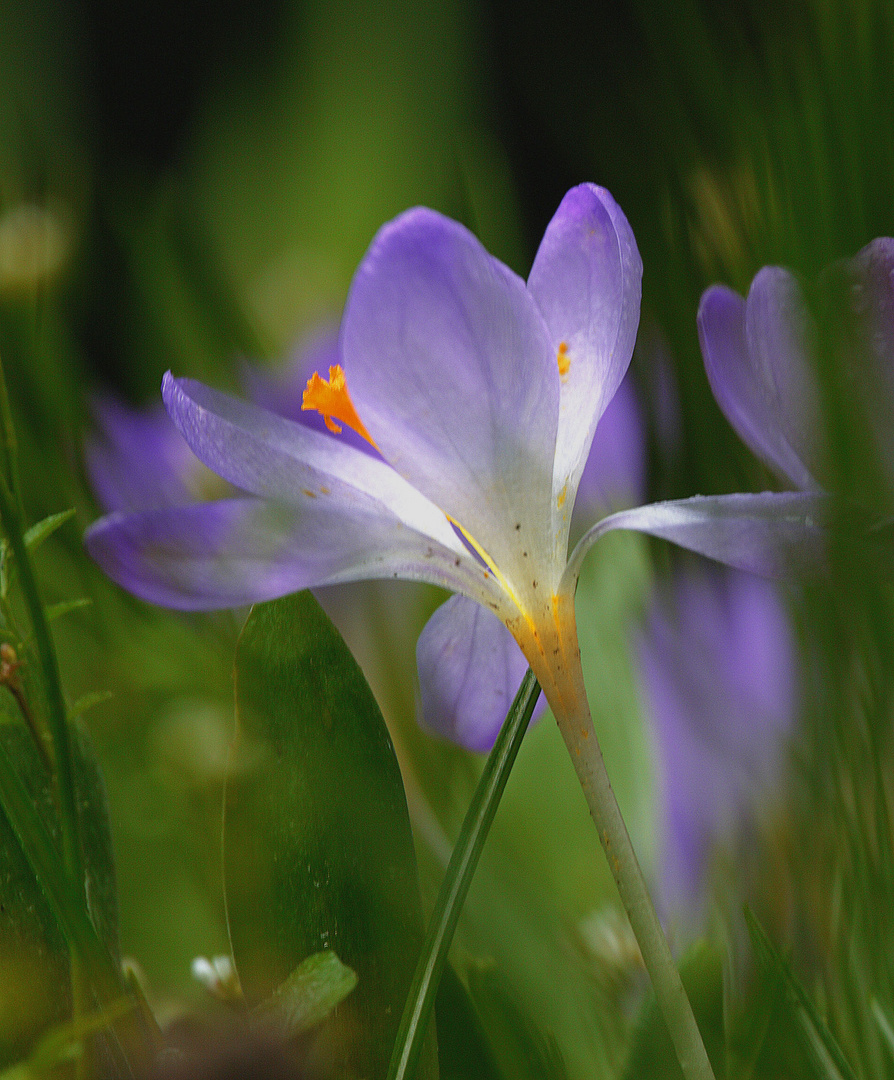 zarte Blüten