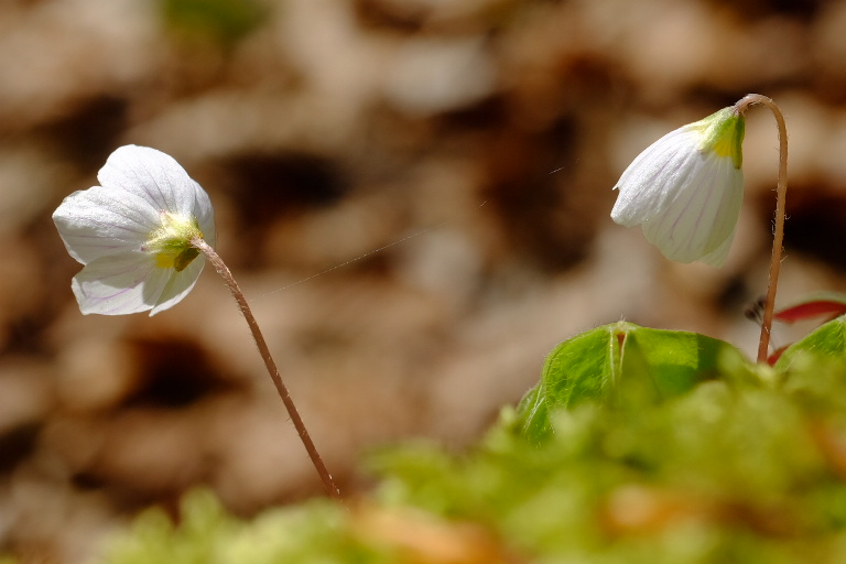 zarte Blüten