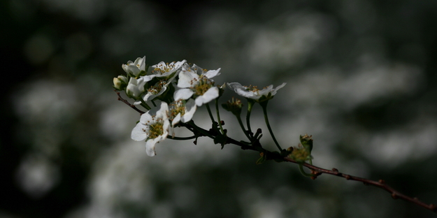 zarte Blüten