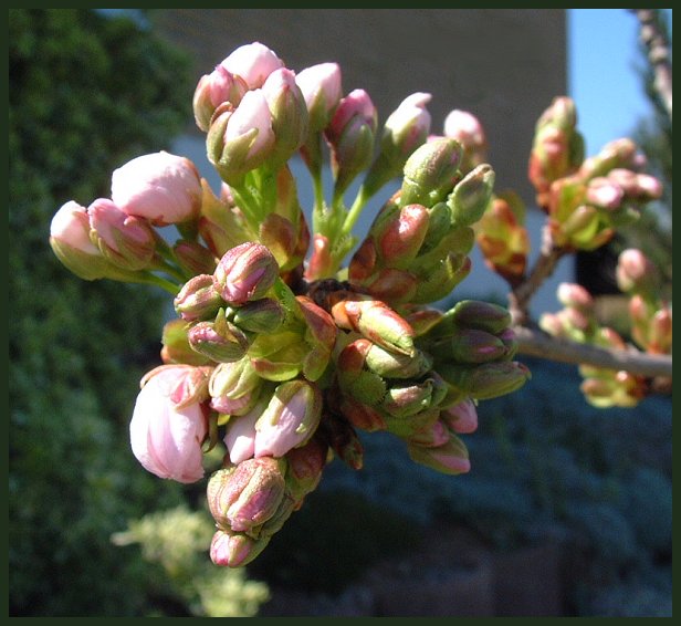 zarte Blüten ...