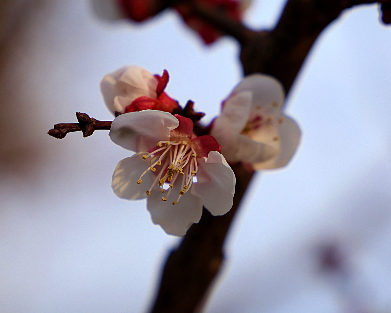 Zarte Blüten