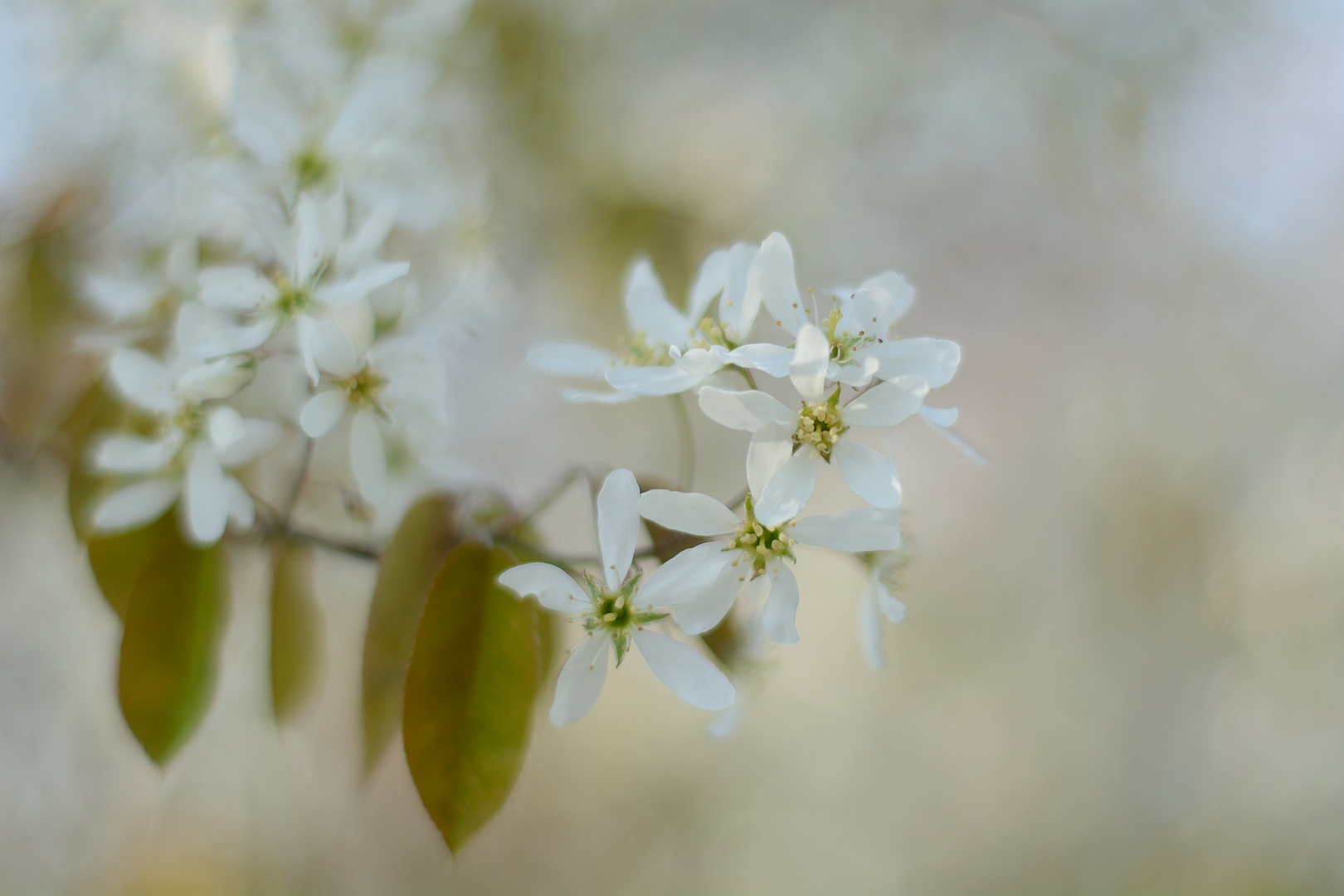 Zarte Blüten