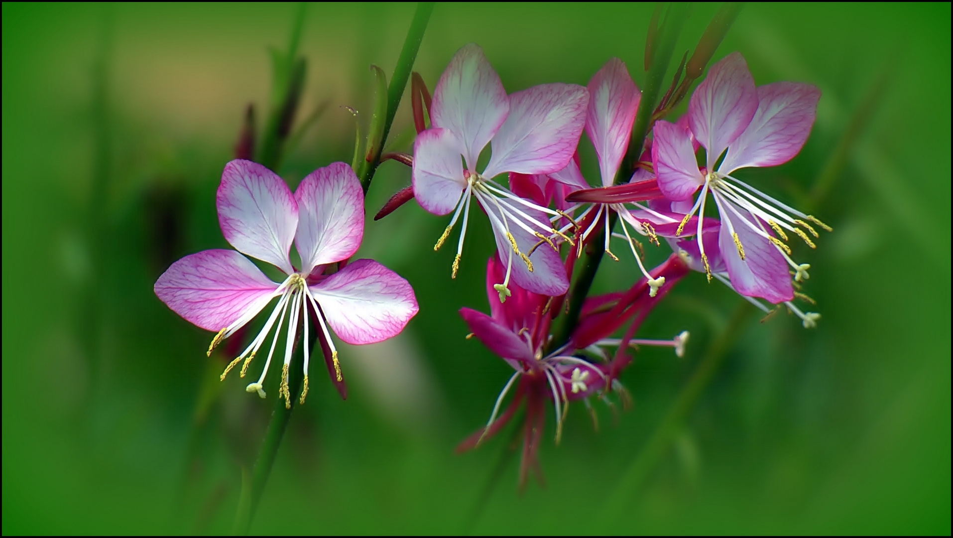 Zarte Blüten . . .