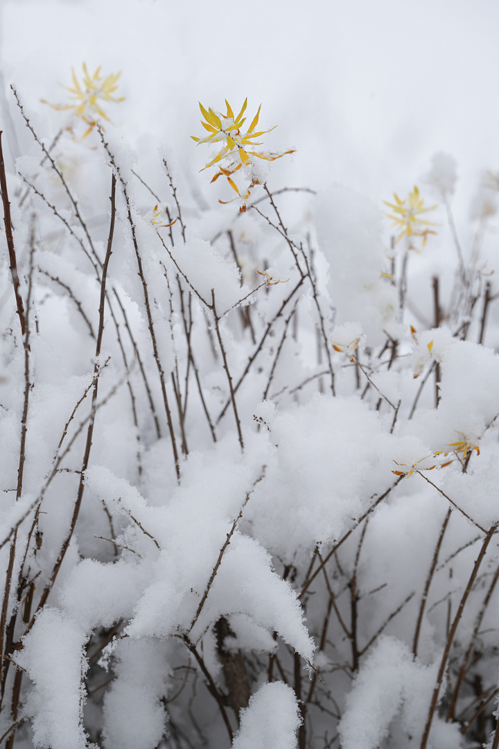 ZARTE BLÜTEN