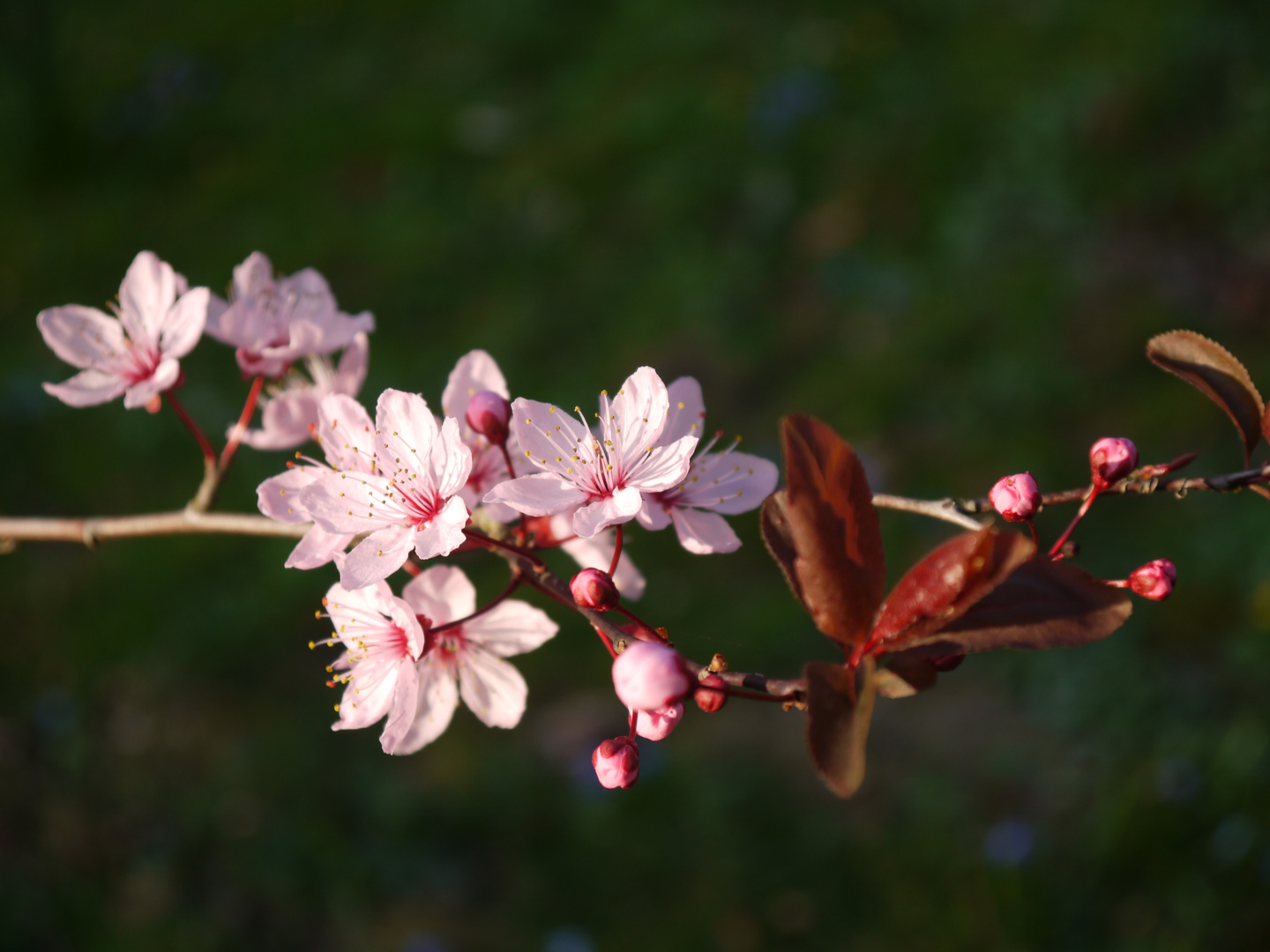 Zarte Blüten