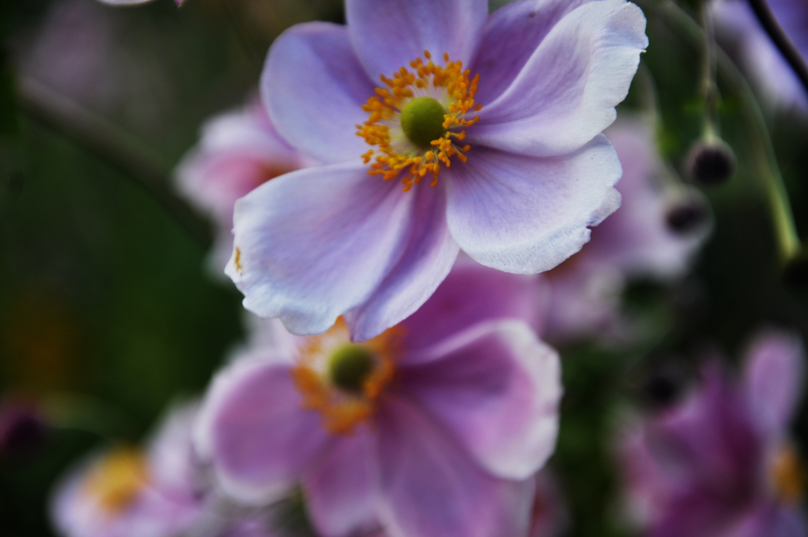 zarte Blüten für den Mittwoch