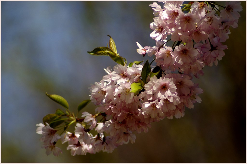 Zarte Blüten im Frühlingswind