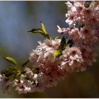 Zarte Blüten im Frühlingswind