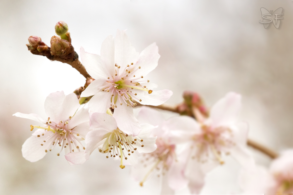 zarte Blüten im März