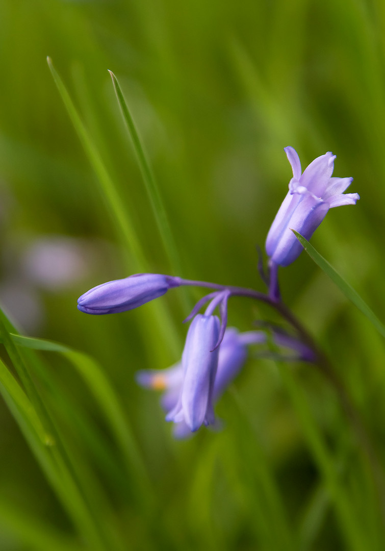 Zarte Blüten im Wind