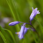 Zarte Blüten im Wind