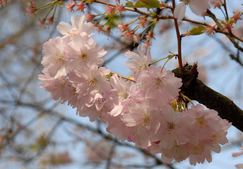 Zarte Blüten in der Frühlingssonne....