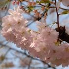 Zarte Blüten in der Frühlingssonne....