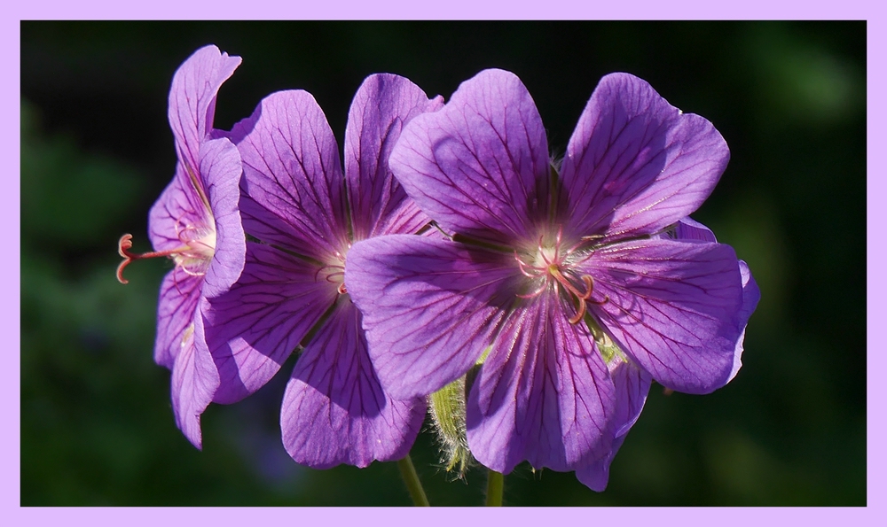 zarte Blüten in der Mittagssonne