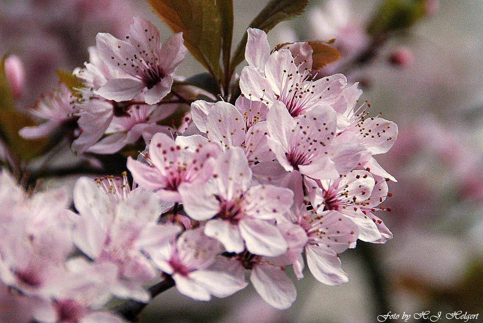 Zarte Blüten in strahlender Sonne