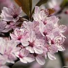 Zarte Blüten in strahlender Sonne