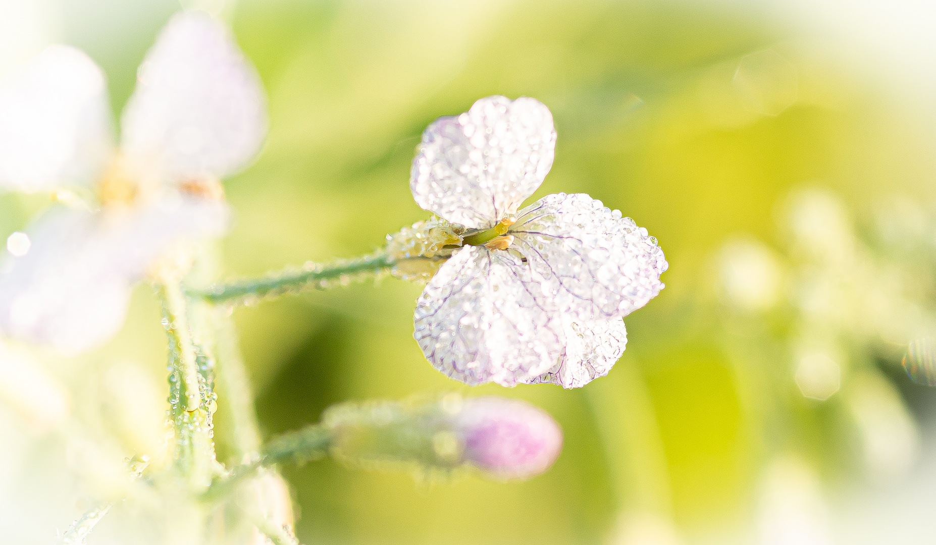 Zarte Blüten lassen Raum für Träumereien