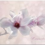 Zarte Blüten  ~   Magnolien