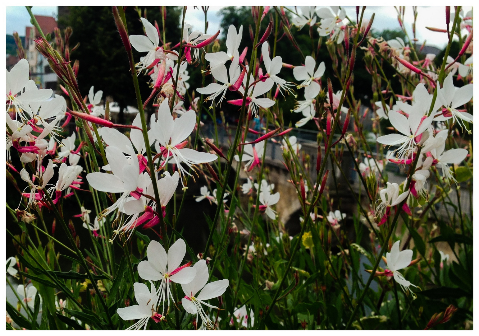 Zarte Blüten sprießen