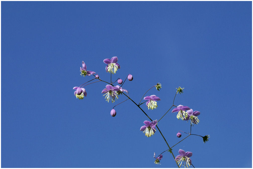 Zarte Blüten vor blauem Himmel