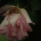 .....zarte Blütenblätter nach einem kurzen Regen