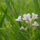 Zarte Blume auf der Wiese