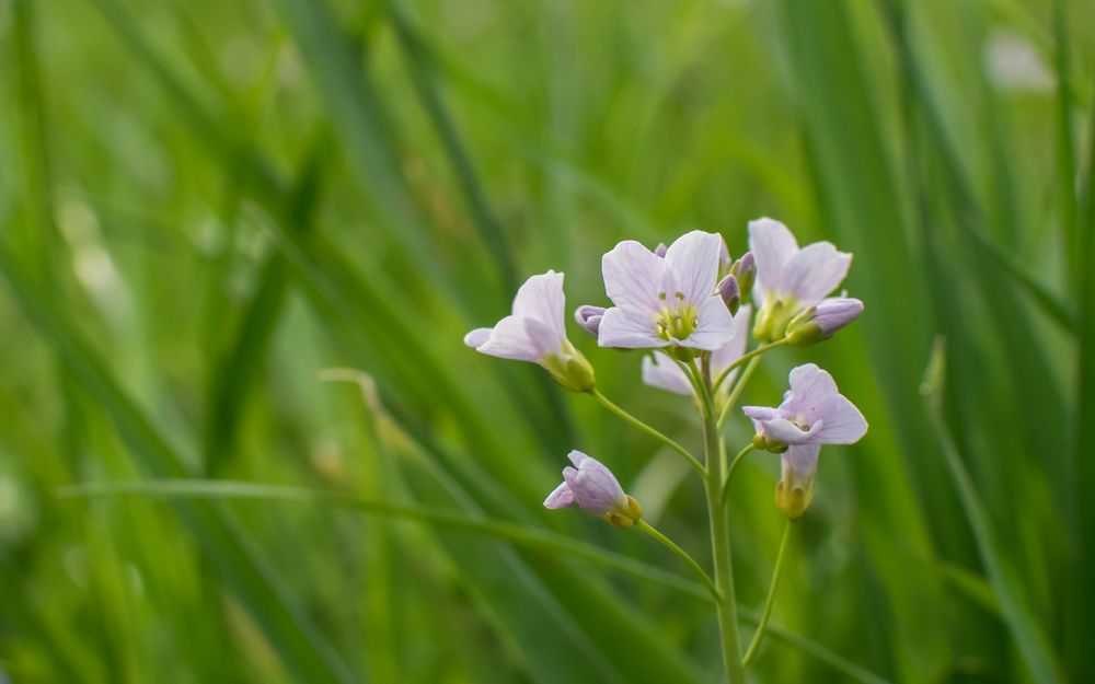 Zarte Blume auf der Wiese