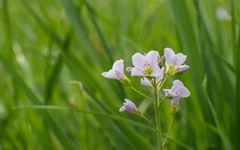 Zarte Blume auf der Wiese