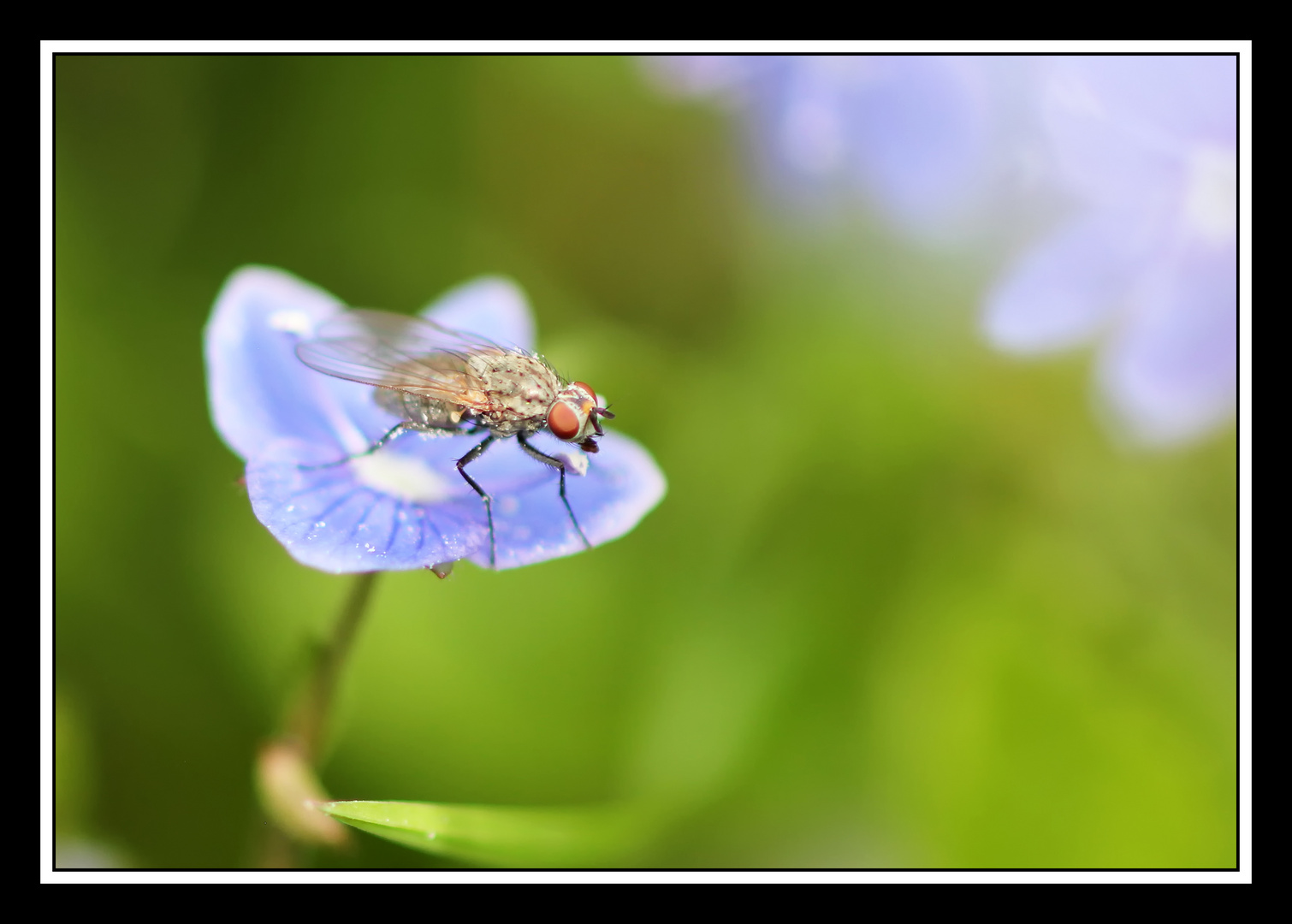 zarte Blume - zarte Fliege