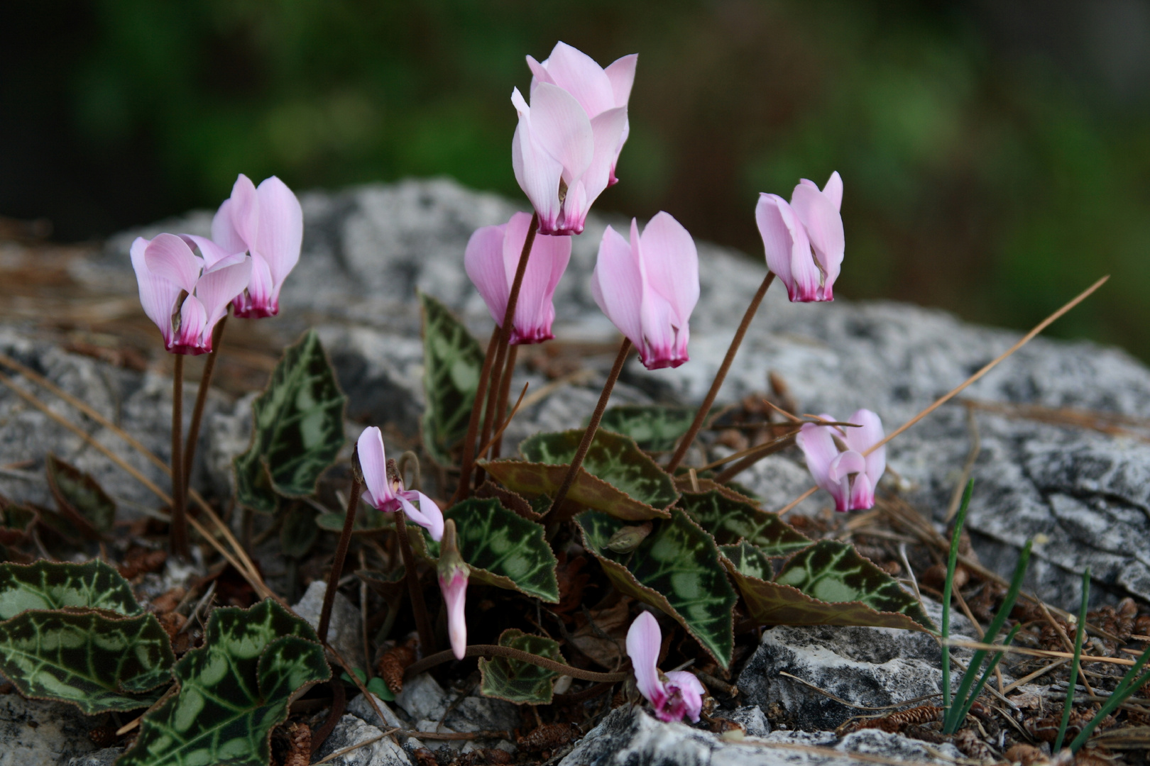 Zarte Blumen auf alten Mauern