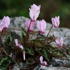 Zarte Blumen auf alten Mauern