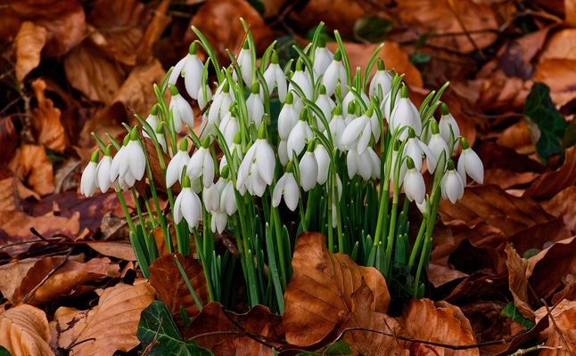 ZARTE BOTEN DES FRÜHLINGS