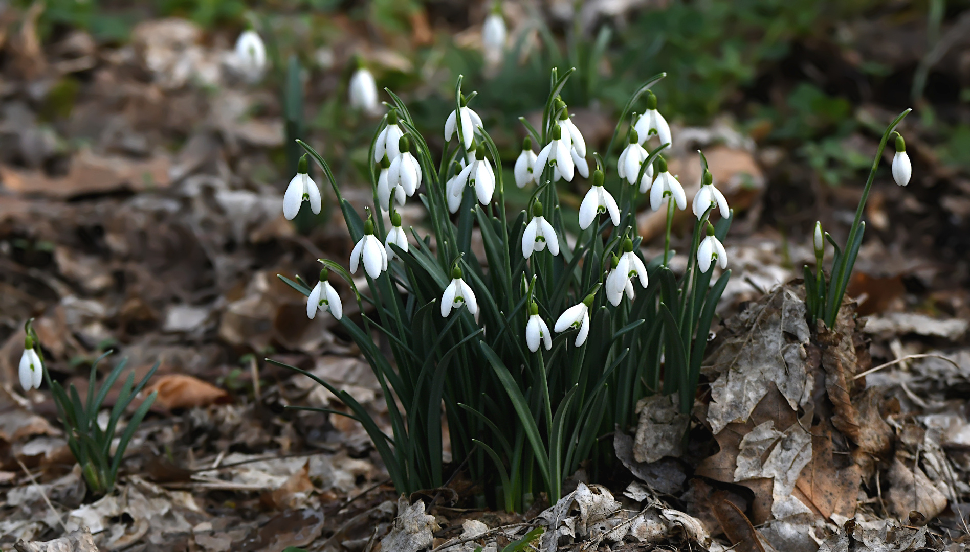 "ZARTE BOTEN DES FRÜHLINGSERWACHENS"