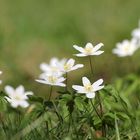 Zarte Buschwindröschen