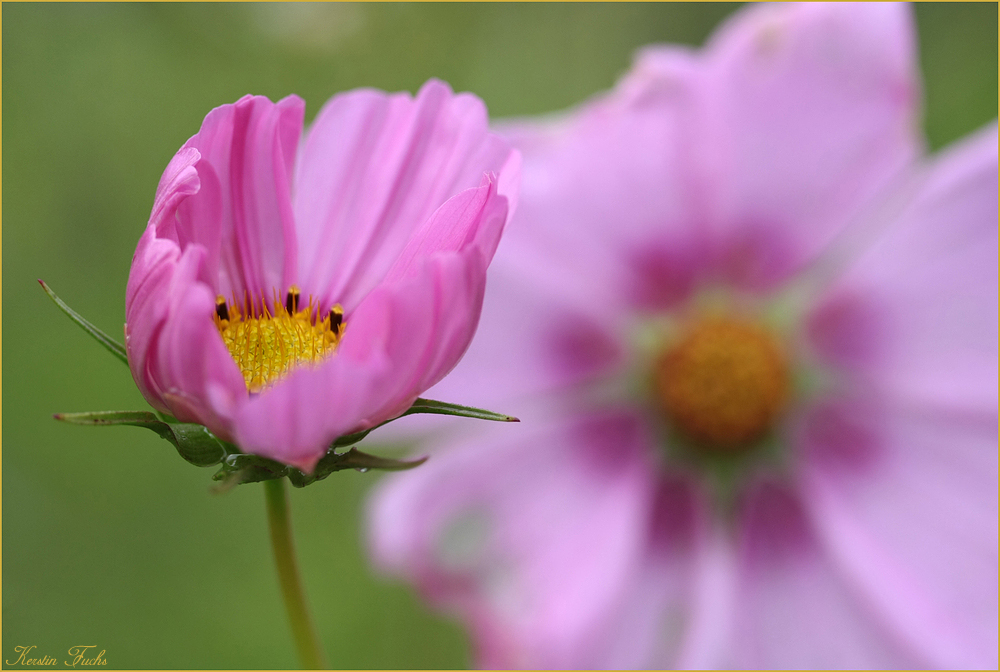 zarte Cosmea..