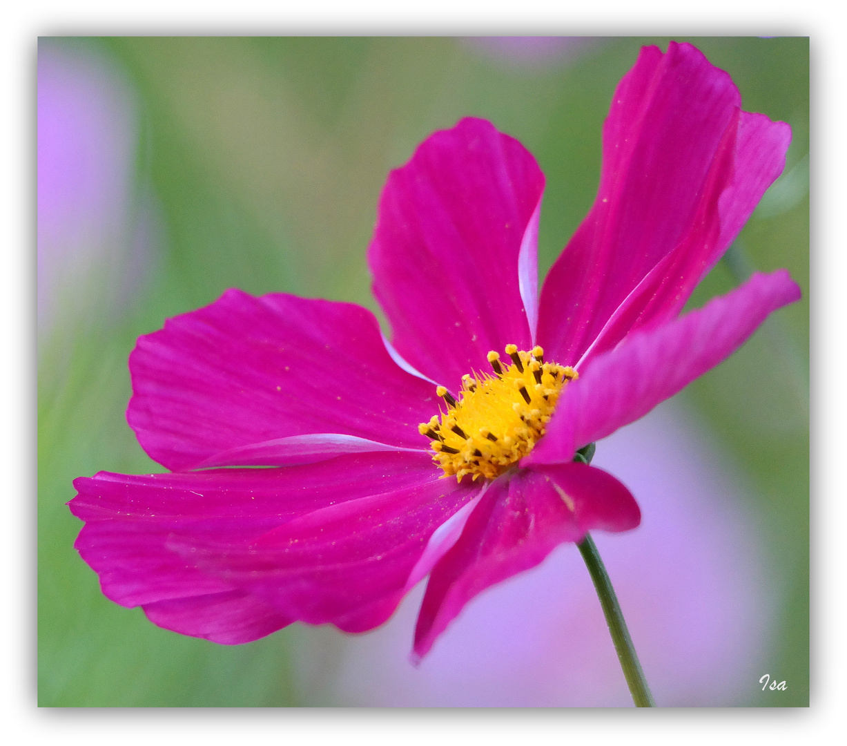 zarte Cosmea im Herbstwind 2