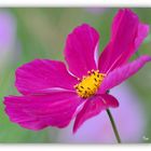 zarte Cosmea im Herbstwind 2