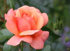 zarte Farbe zur Adventszeit -Freitagsrose