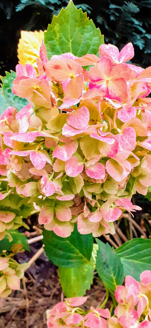 &amp;quot; Zarte FARBEN &amp;quot; Errötendes Mädchen Foto &amp; Bild | jahreszeiten, herbst ...